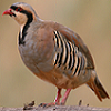 chukar