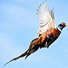 pheasant
